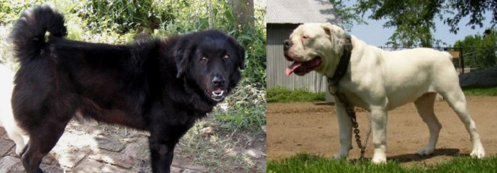 Hermes Bulldogge vs Bakharwal Dog - Breed Comparison