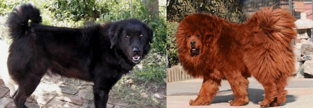Himalayan Mastiff vs Bakharwal Dog - Breed Comparison