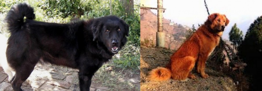 Himalayan Sheepdog vs Bakharwal Dog - Breed Comparison