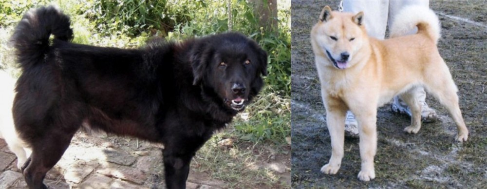 Hokkaido vs Bakharwal Dog - Breed Comparison