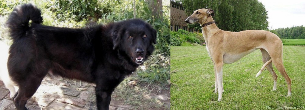 Hortaya Borzaya vs Bakharwal Dog - Breed Comparison