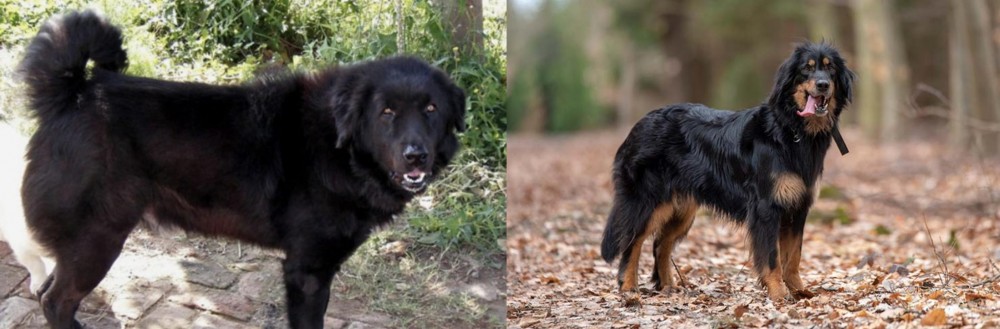 Hovawart vs Bakharwal Dog - Breed Comparison