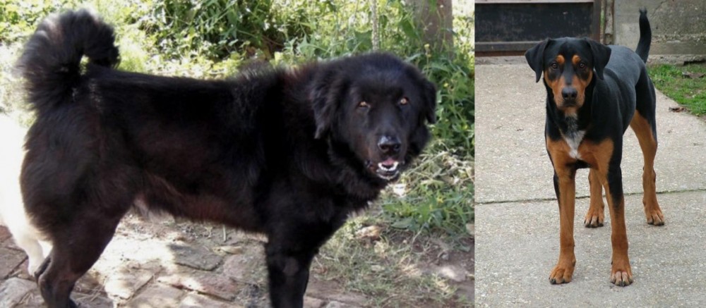 Hungarian Hound vs Bakharwal Dog - Breed Comparison