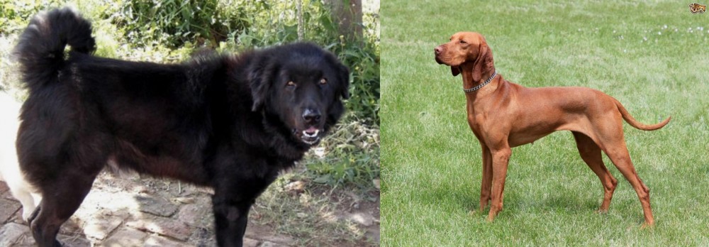 Hungarian Vizsla vs Bakharwal Dog - Breed Comparison