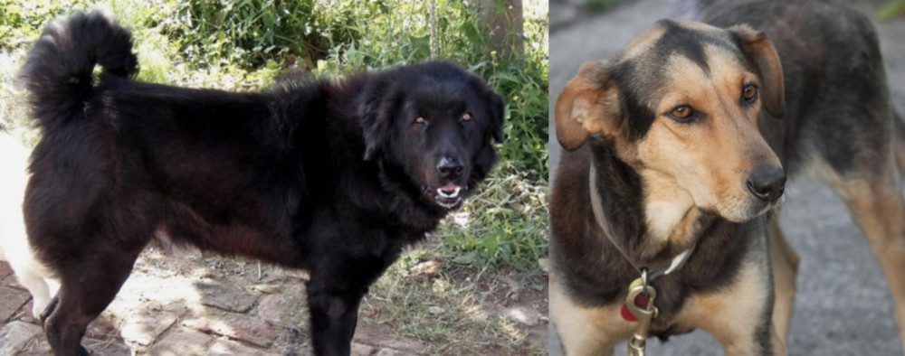 Huntaway vs Bakharwal Dog - Breed Comparison