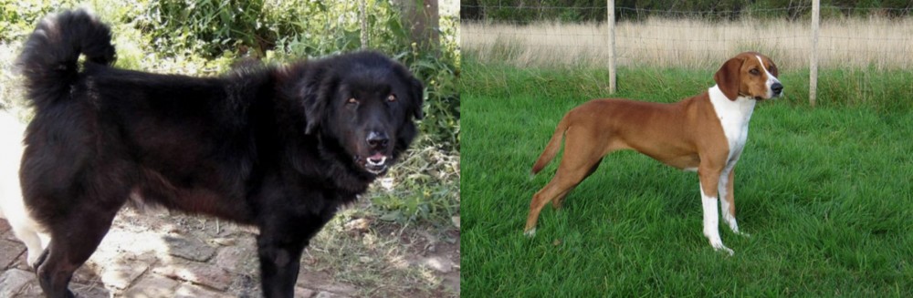 Hygenhund vs Bakharwal Dog - Breed Comparison