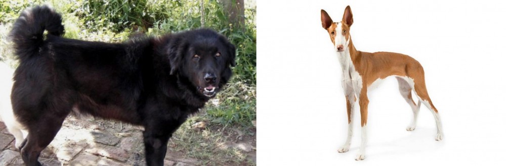 Ibizan Hound vs Bakharwal Dog - Breed Comparison