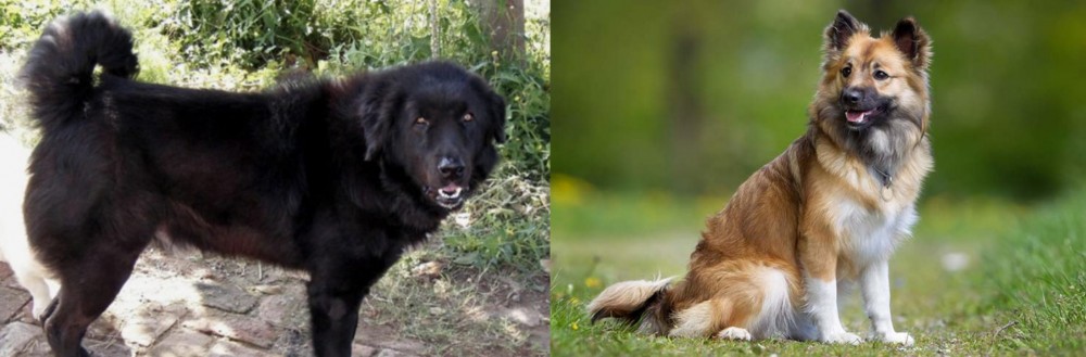 Icelandic Sheepdog vs Bakharwal Dog - Breed Comparison
