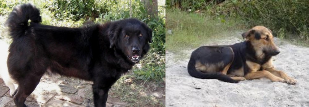 Indian Pariah Dog vs Bakharwal Dog - Breed Comparison