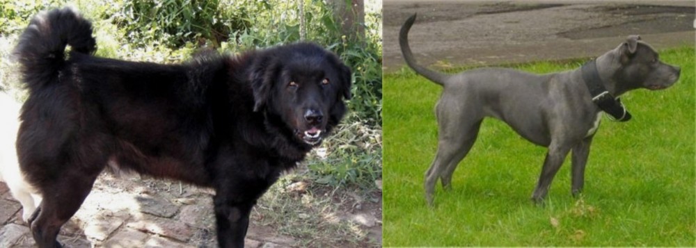 Irish Bull Terrier vs Bakharwal Dog - Breed Comparison