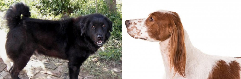 Irish Red and White Setter vs Bakharwal Dog - Breed Comparison