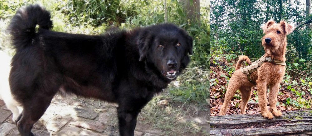 Irish Terrier vs Bakharwal Dog - Breed Comparison
