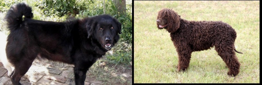 Irish Water Spaniel vs Bakharwal Dog - Breed Comparison