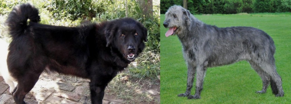 Irish Wolfhound vs Bakharwal Dog - Breed Comparison