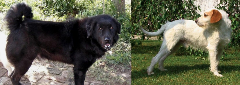 Istarski Ostrodlaki Gonic vs Bakharwal Dog - Breed Comparison