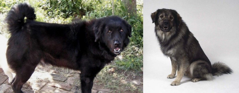 Istrian Sheepdog vs Bakharwal Dog - Breed Comparison