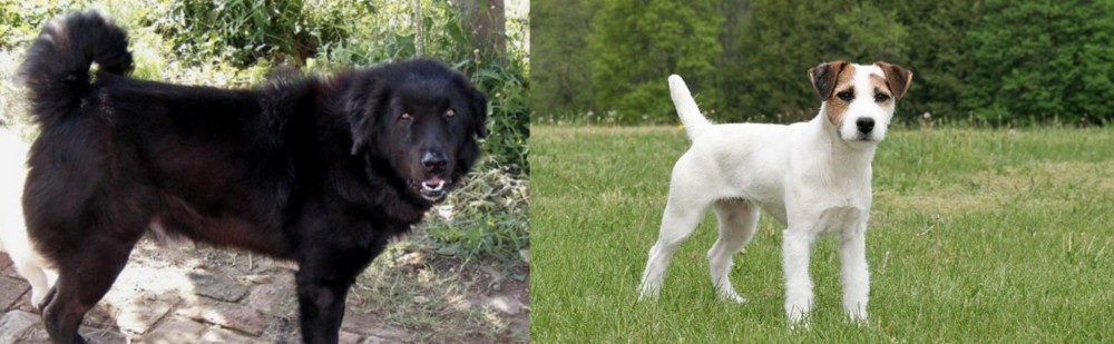 Jack Russell Terrier vs Bakharwal Dog - Breed Comparison