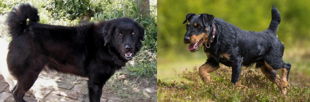 Jagdterrier vs Bakharwal Dog - Breed Comparison