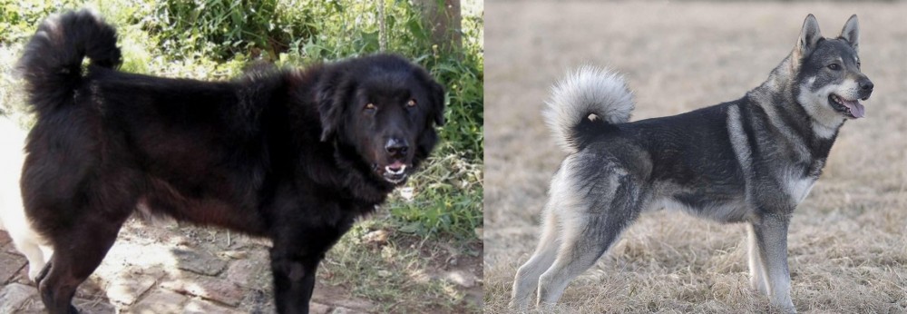 Jamthund vs Bakharwal Dog - Breed Comparison
