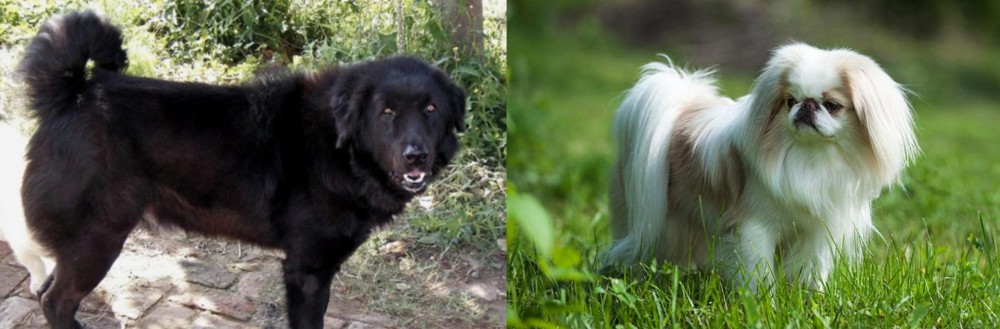 Japanese Chin vs Bakharwal Dog - Breed Comparison