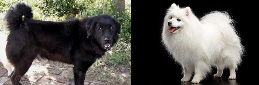 Japanese Spitz vs Bakharwal Dog - Breed Comparison