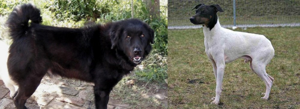 Japanese Terrier vs Bakharwal Dog - Breed Comparison