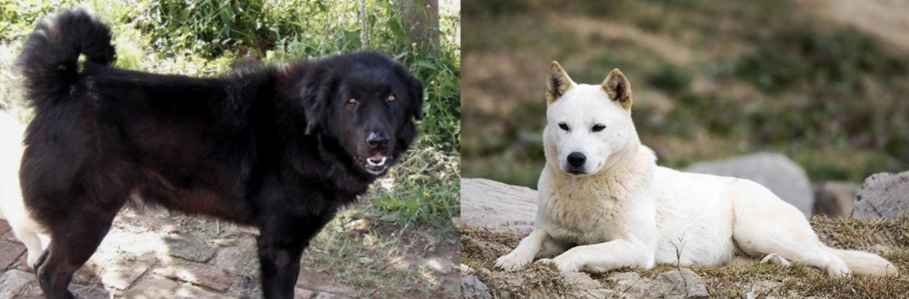 Jindo vs Bakharwal Dog - Breed Comparison