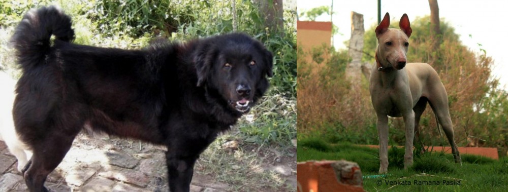 Jonangi vs Bakharwal Dog - Breed Comparison