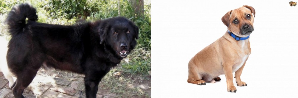 Jug vs Bakharwal Dog - Breed Comparison