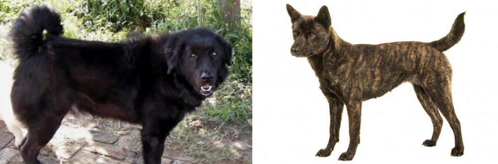 Kai Ken vs Bakharwal Dog - Breed Comparison