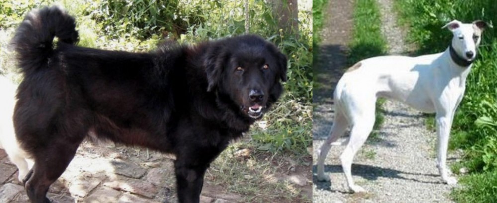Kaikadi vs Bakharwal Dog - Breed Comparison