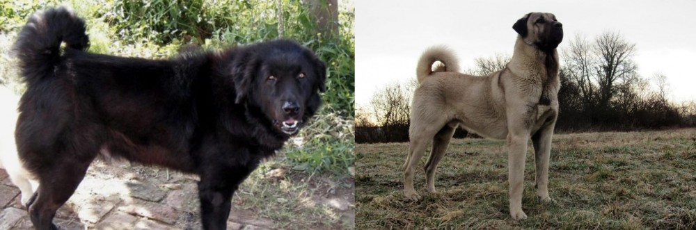 Kangal Dog vs Bakharwal Dog - Breed Comparison