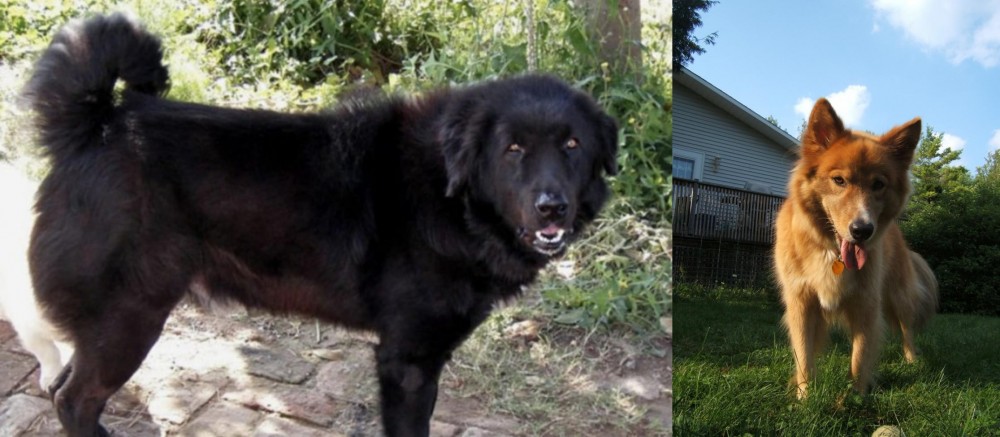 Karelo-Finnish Laika vs Bakharwal Dog - Breed Comparison