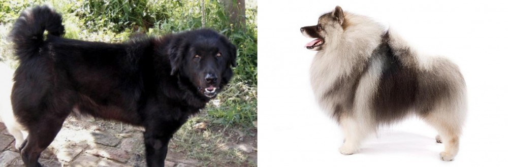 Keeshond vs Bakharwal Dog - Breed Comparison