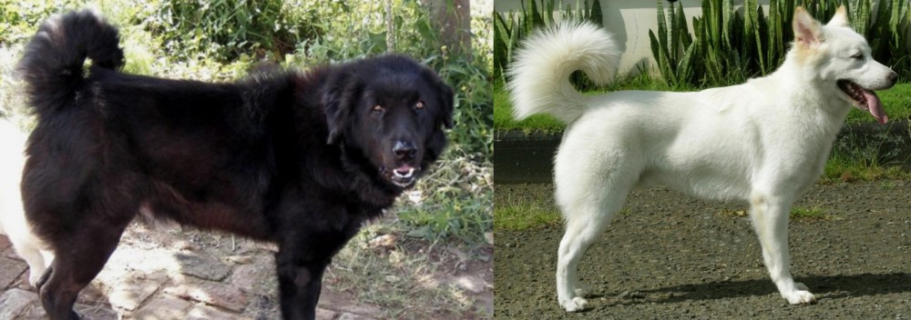 Kintamani vs Bakharwal Dog - Breed Comparison
