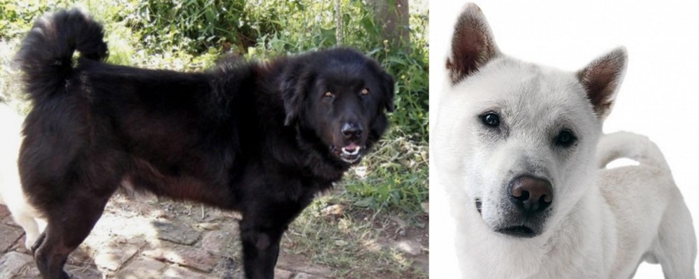Kishu vs Bakharwal Dog - Breed Comparison