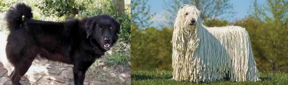 Komondor vs Bakharwal Dog - Breed Comparison