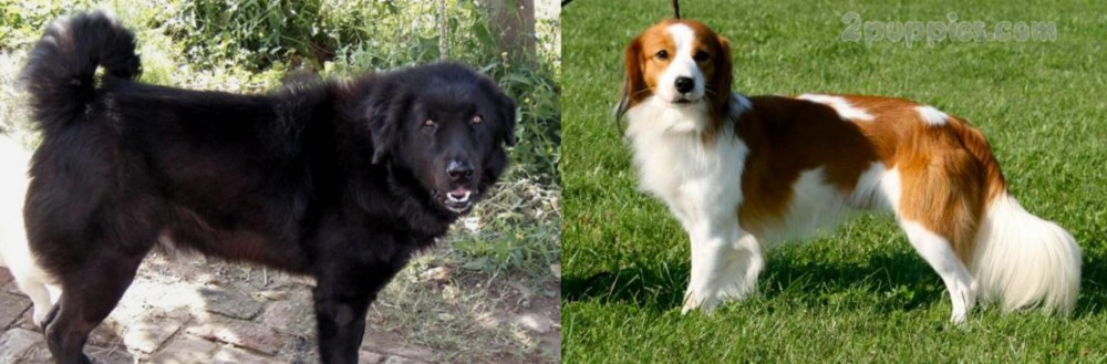 Kooikerhondje vs Bakharwal Dog - Breed Comparison