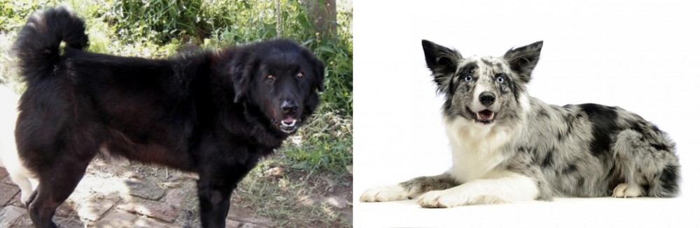 Koolie vs Bakharwal Dog - Breed Comparison