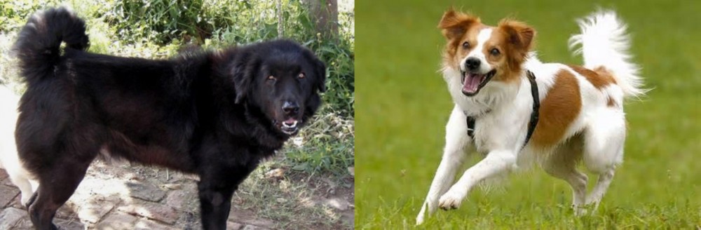 Kromfohrlander vs Bakharwal Dog - Breed Comparison