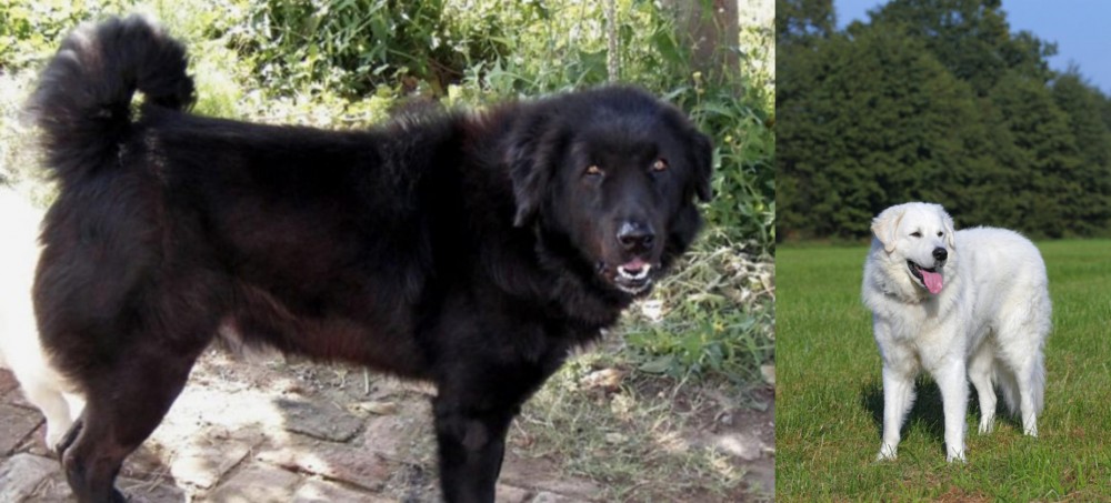 Kuvasz vs Bakharwal Dog - Breed Comparison