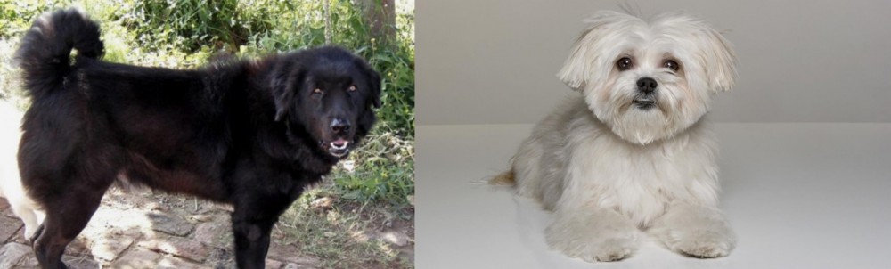 Kyi-Leo vs Bakharwal Dog - Breed Comparison