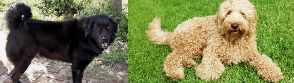 Labradoodle vs Bakharwal Dog - Breed Comparison