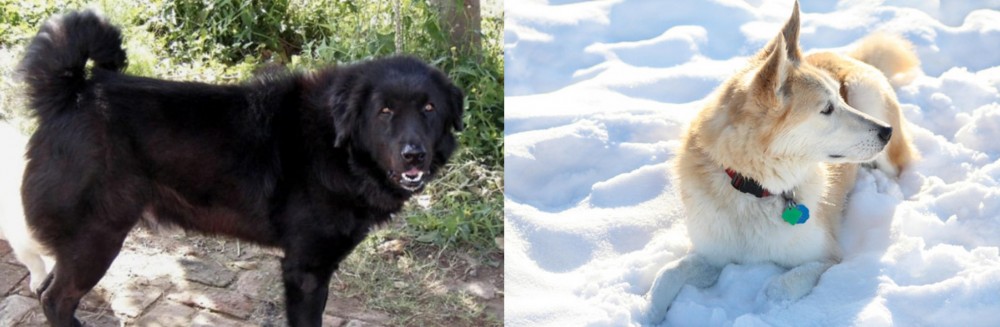 Labrador Husky vs Bakharwal Dog - Breed Comparison