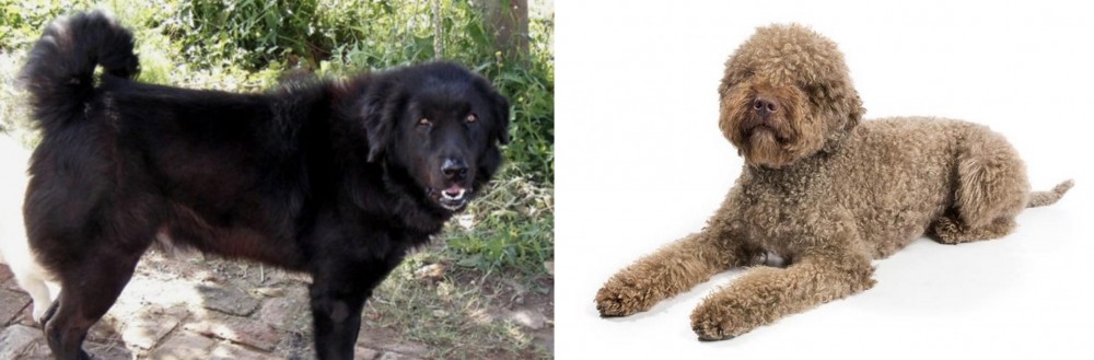 Lagotto Romagnolo vs Bakharwal Dog - Breed Comparison