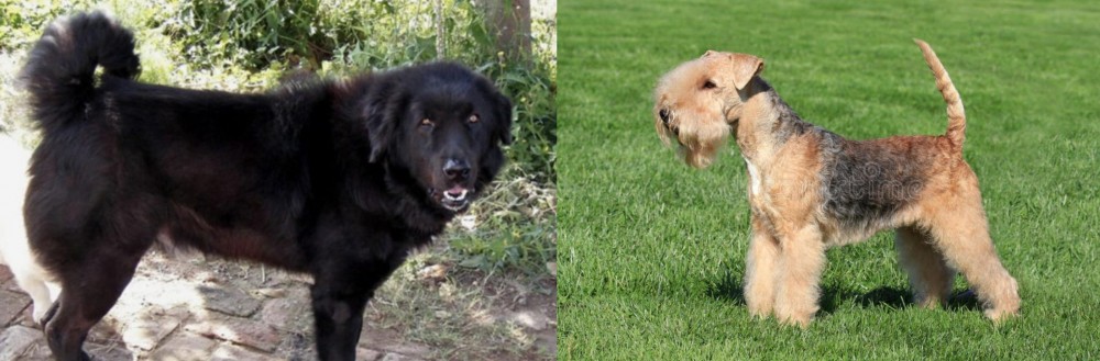 Lakeland Terrier vs Bakharwal Dog - Breed Comparison