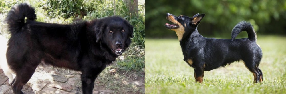 Lancashire Heeler vs Bakharwal Dog - Breed Comparison