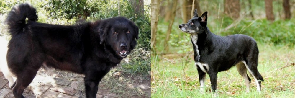 Lapponian Herder vs Bakharwal Dog - Breed Comparison