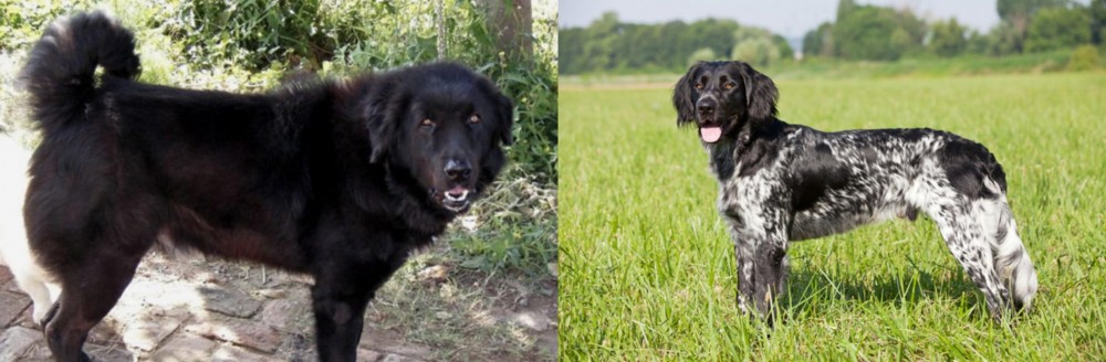 Large Munsterlander vs Bakharwal Dog - Breed Comparison
