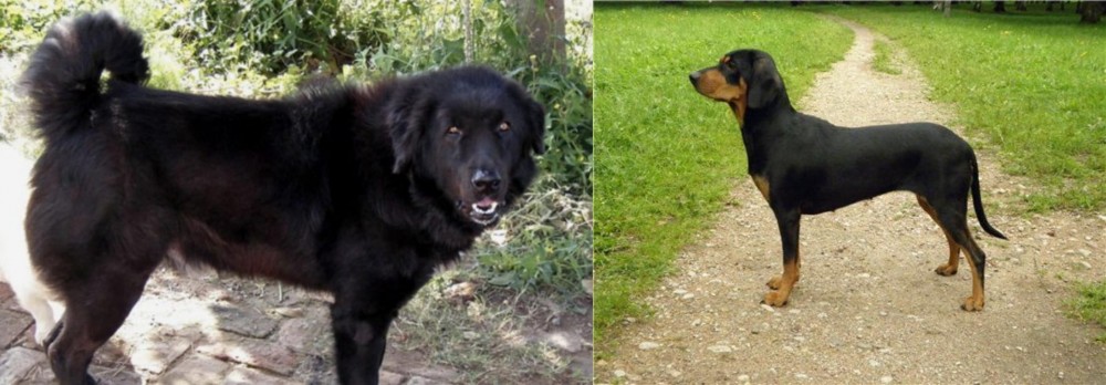 Latvian Hound vs Bakharwal Dog - Breed Comparison